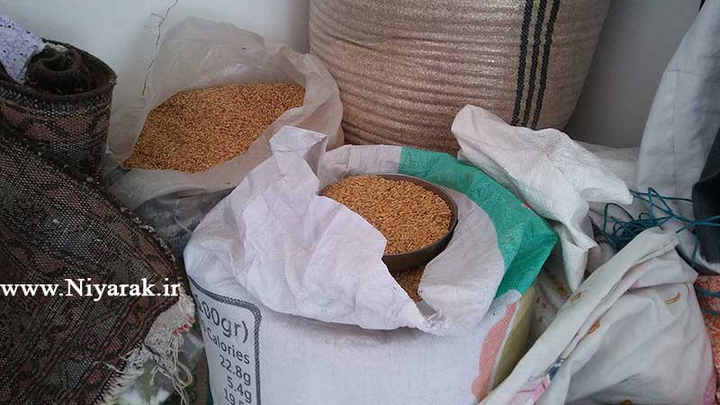 فروش گندم ارگانیک دیمی در روستای نیارک - طارم در شهرستان لوشان - استان گیلان و قزوین